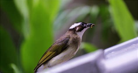 有鳥飛來家裡|【鳥飛進家裡代表什麼】鳥飛進家裡暗示什麼？驚人預兆揭露！